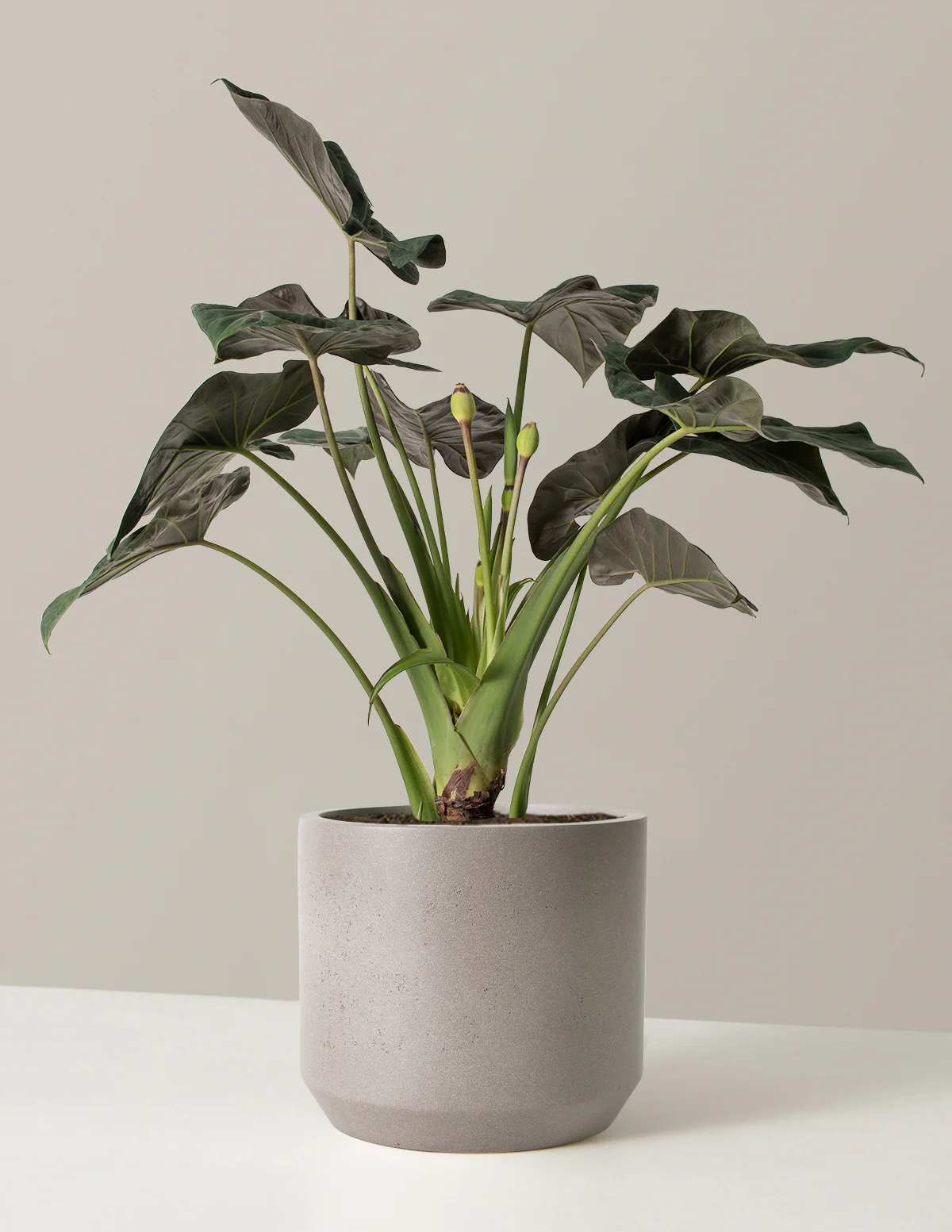 Large Alocasia Regal Shield - Image 8