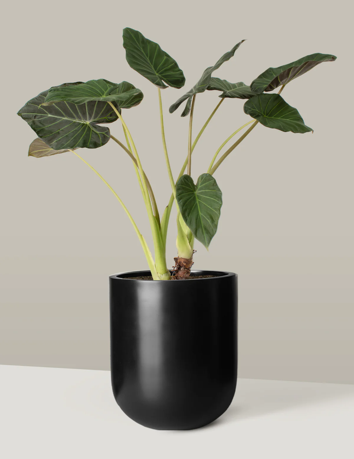 Large Alocasia Regal Shield - Image 9