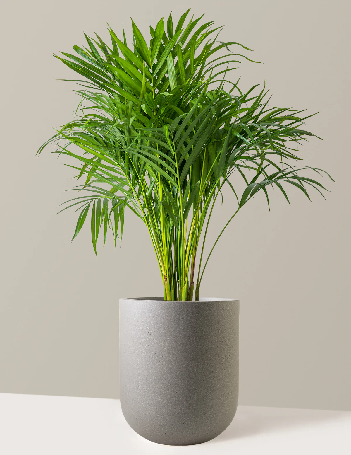 Areca Purifying Palm - Image 12