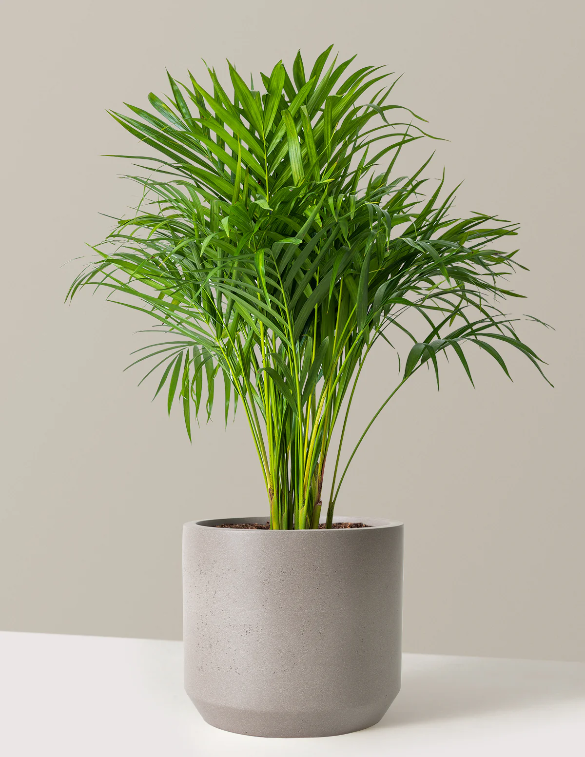 Areca Purifying Palm - Image 13