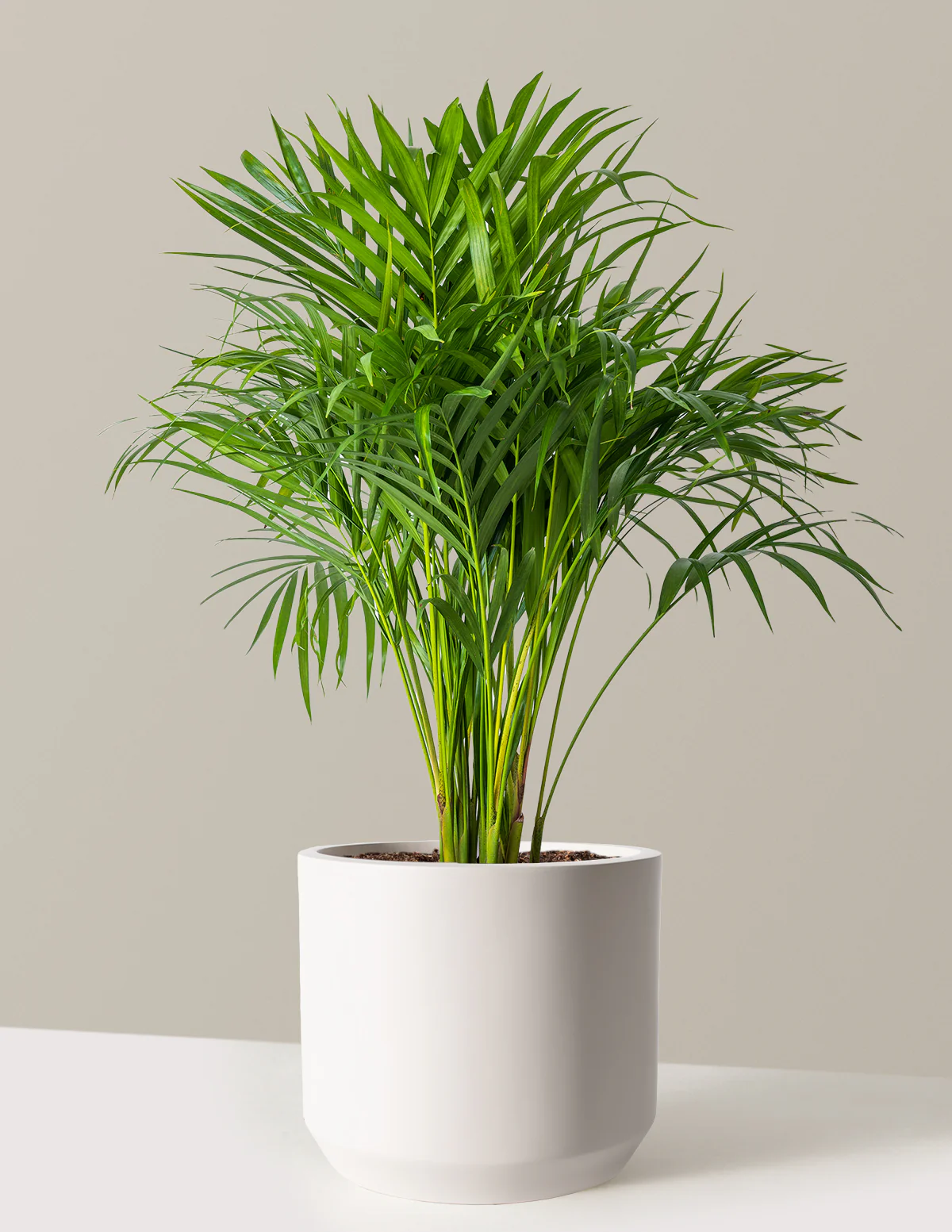 Areca Purifying Palm - Image 17