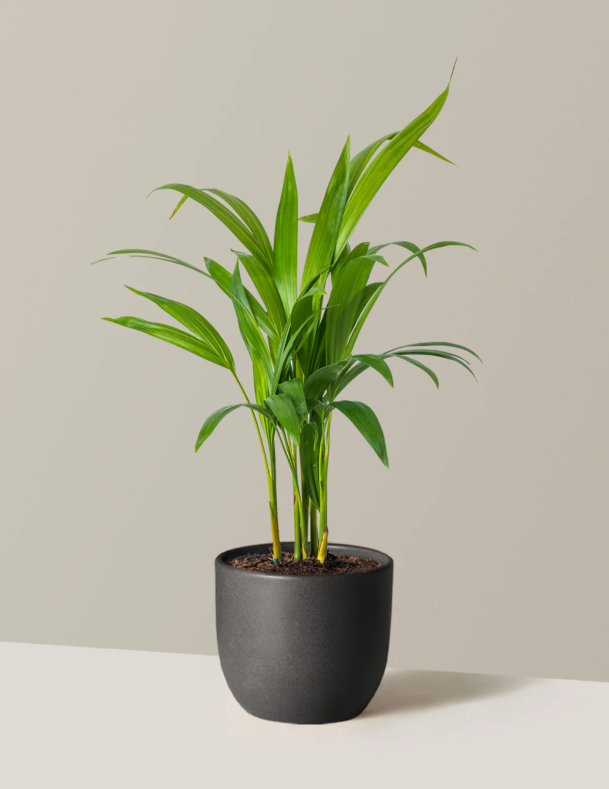Areca Purifying Palm - Image 18