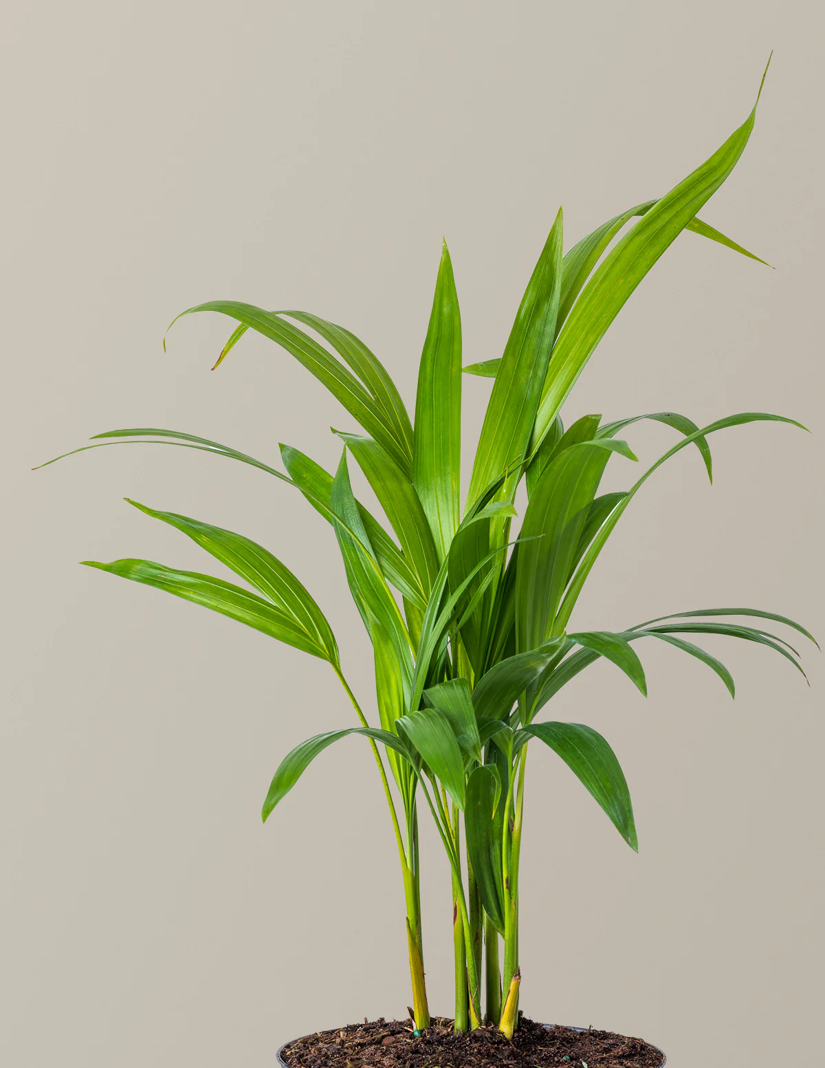 Areca Purifying Palm - Image 23
