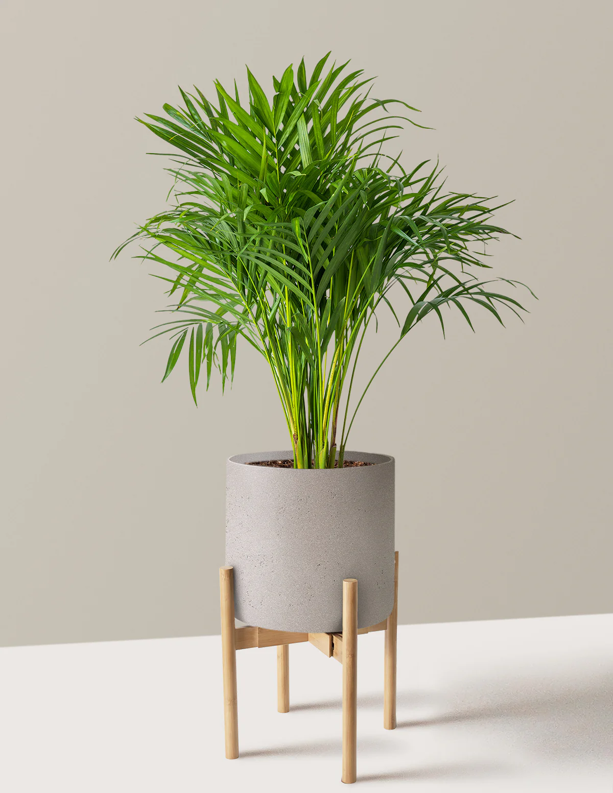 Areca Purifying Palm - Image 36