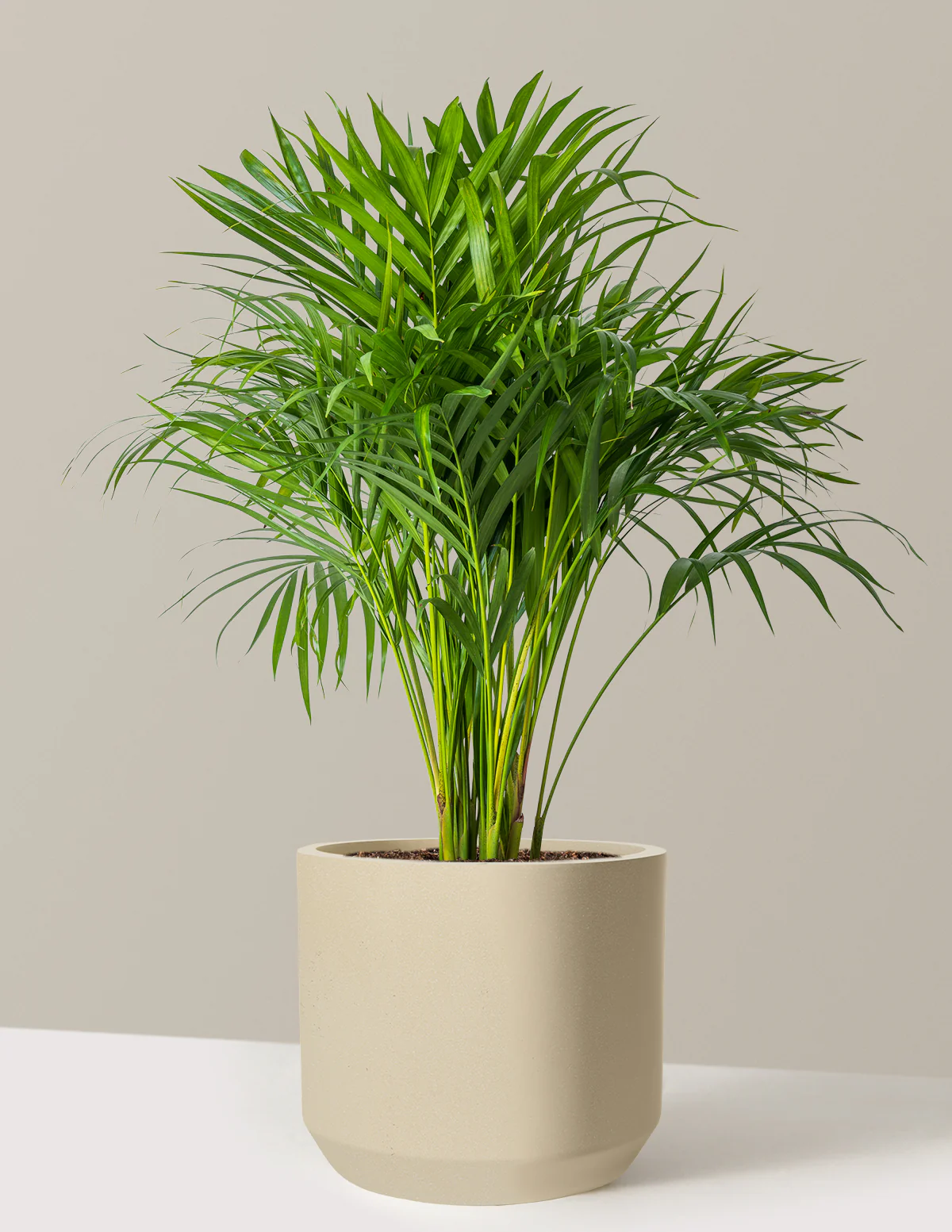 Areca Purifying Palm - Image 4