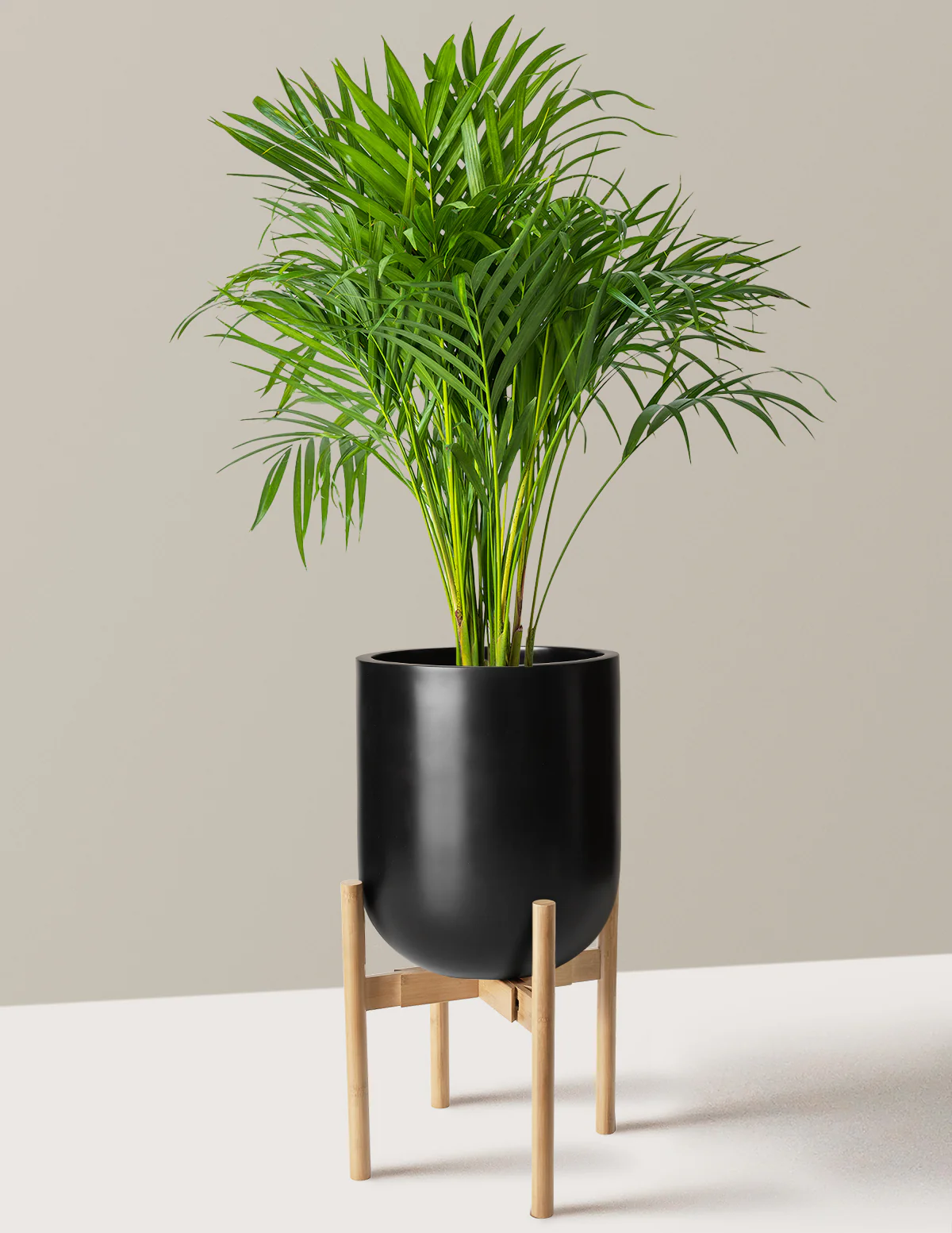 Areca Purifying Palm - Image 42