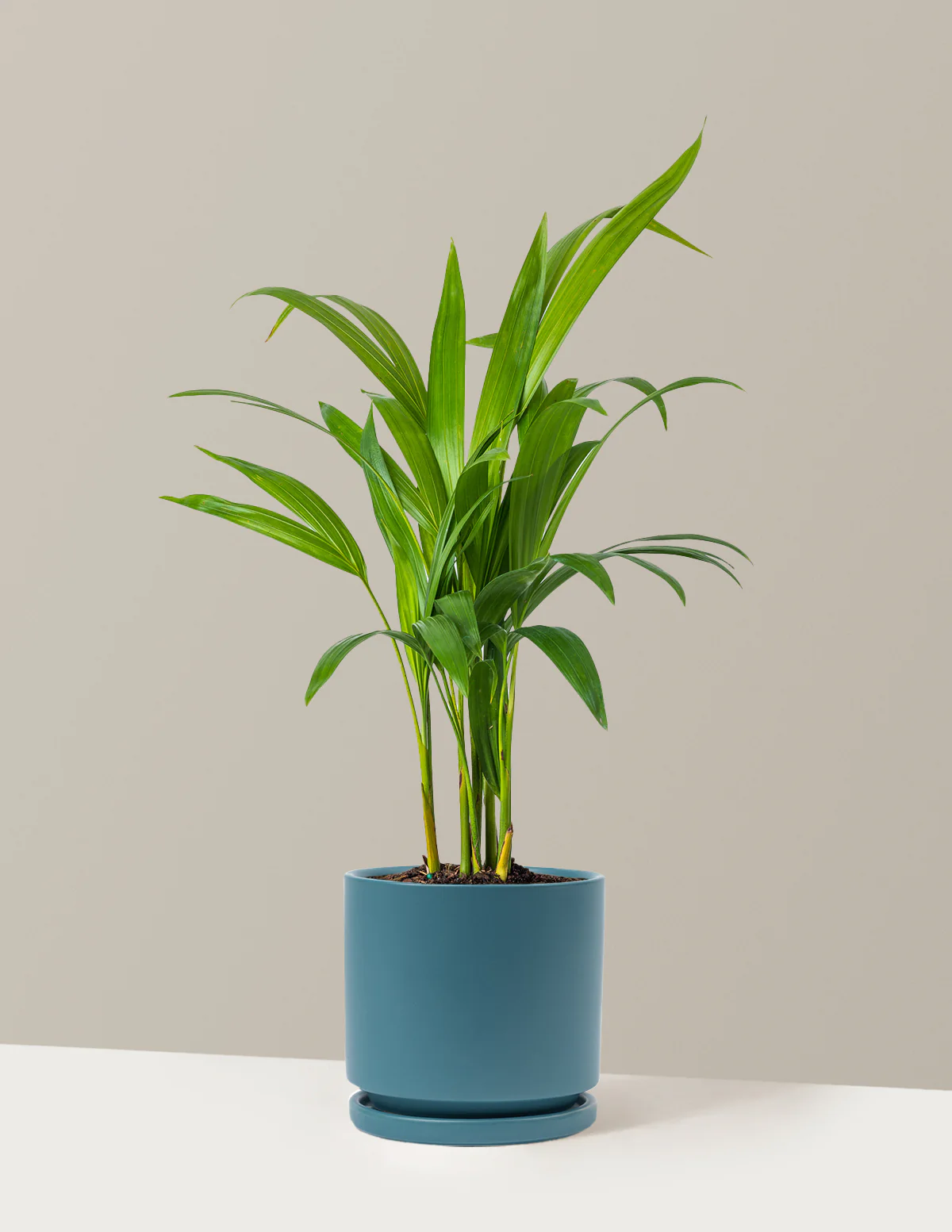 Areca Purifying Palm - Image 48