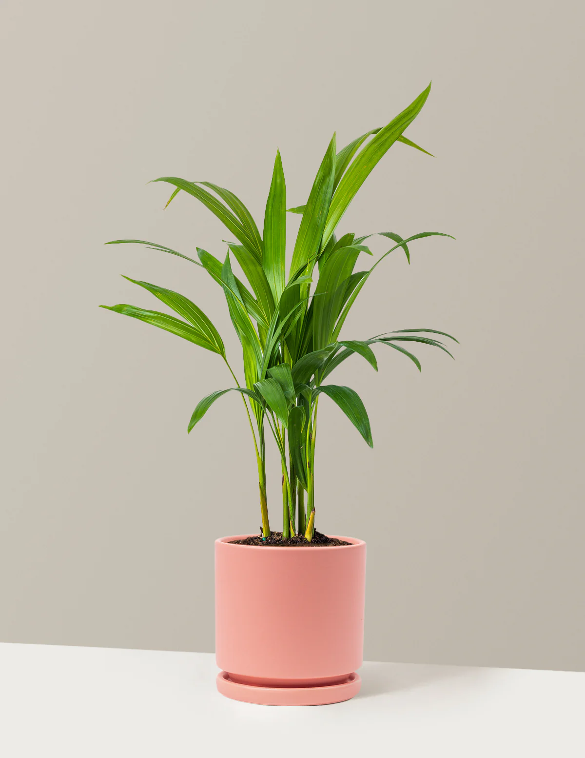 Areca Purifying Palm - Image 52