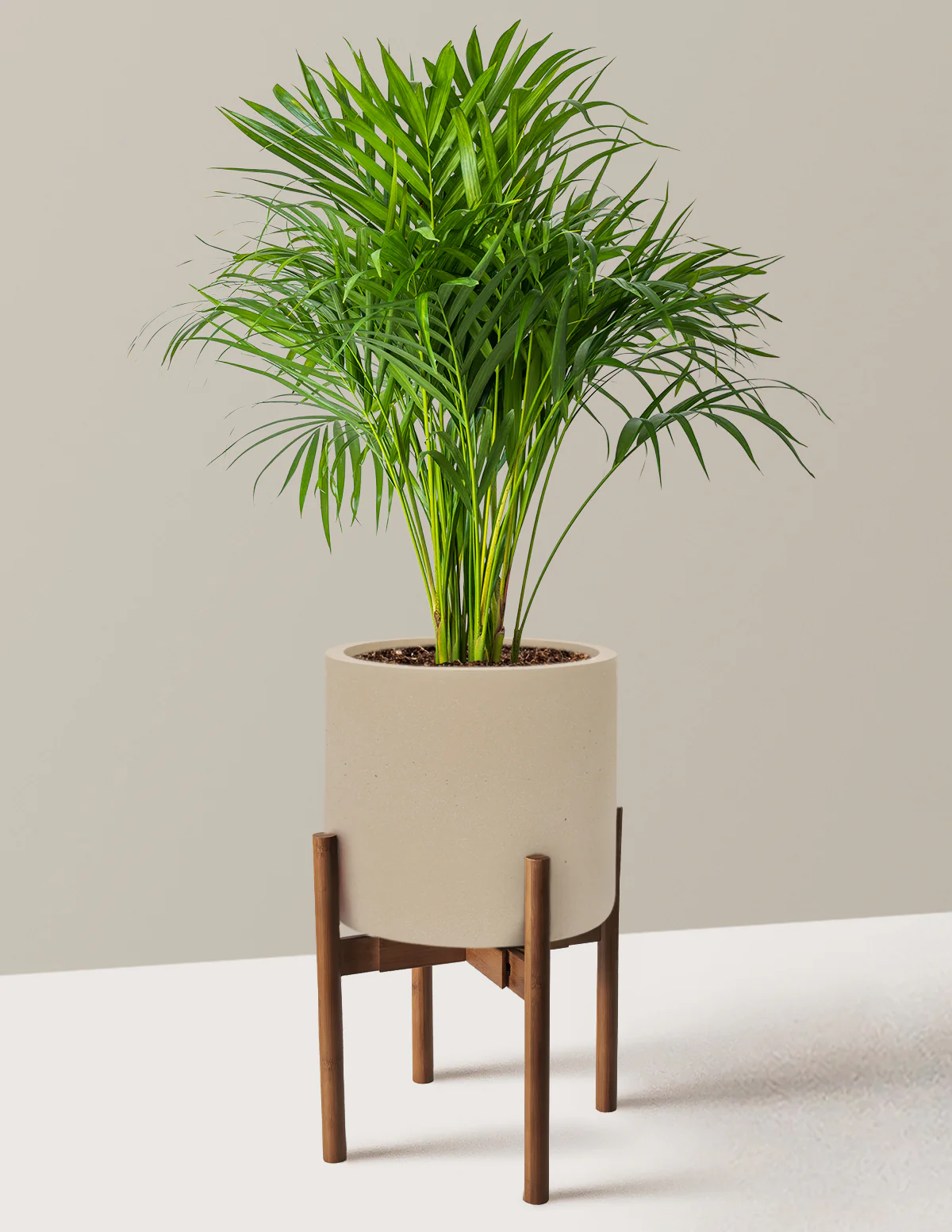 Areca Purifying Palm - Image 58