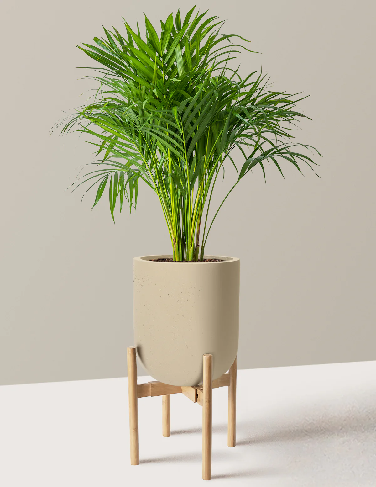 Areca Purifying Palm - Image 61