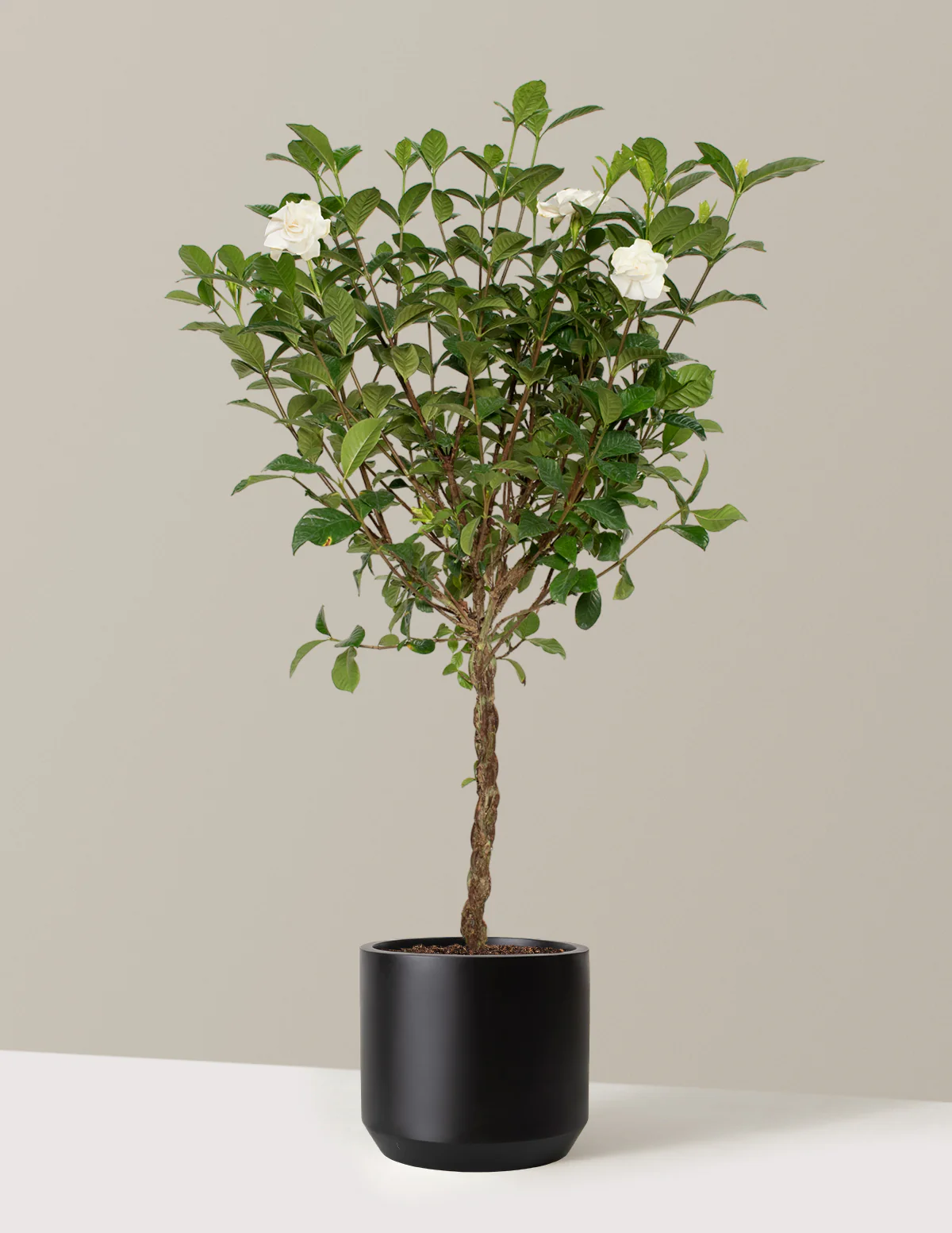 Large Braided Gardenia - Image 10