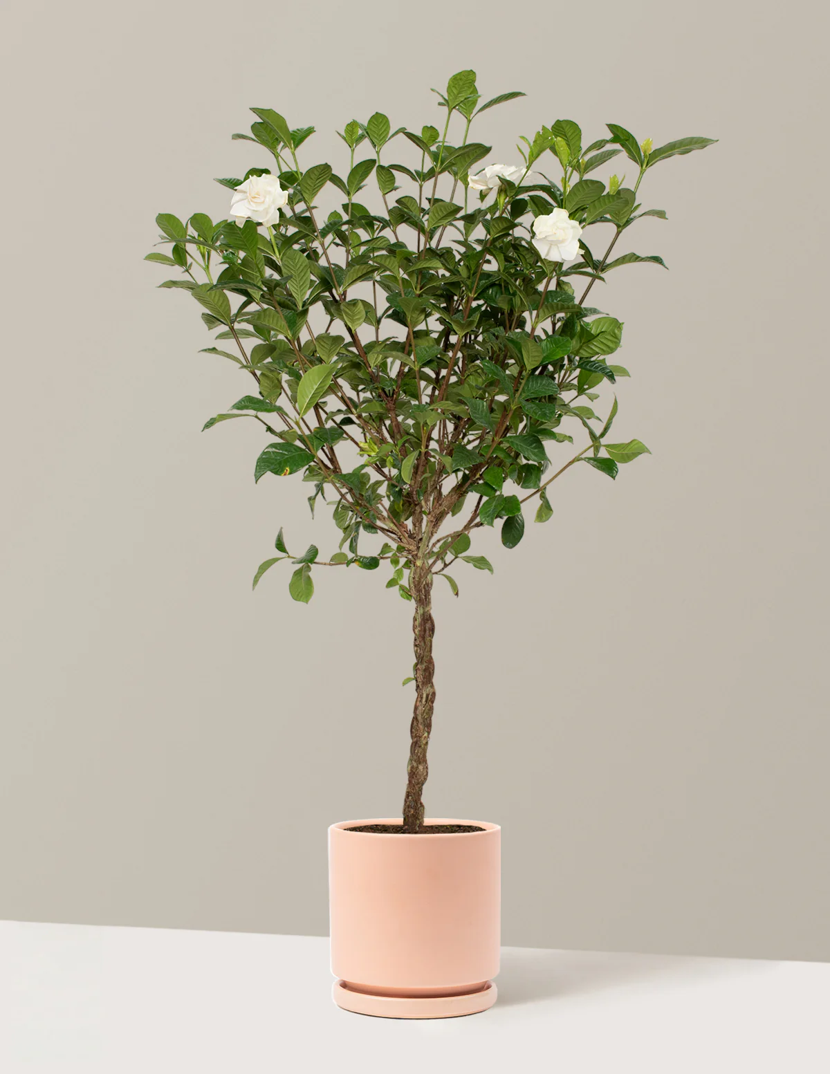 Large Braided Gardenia - Image 11