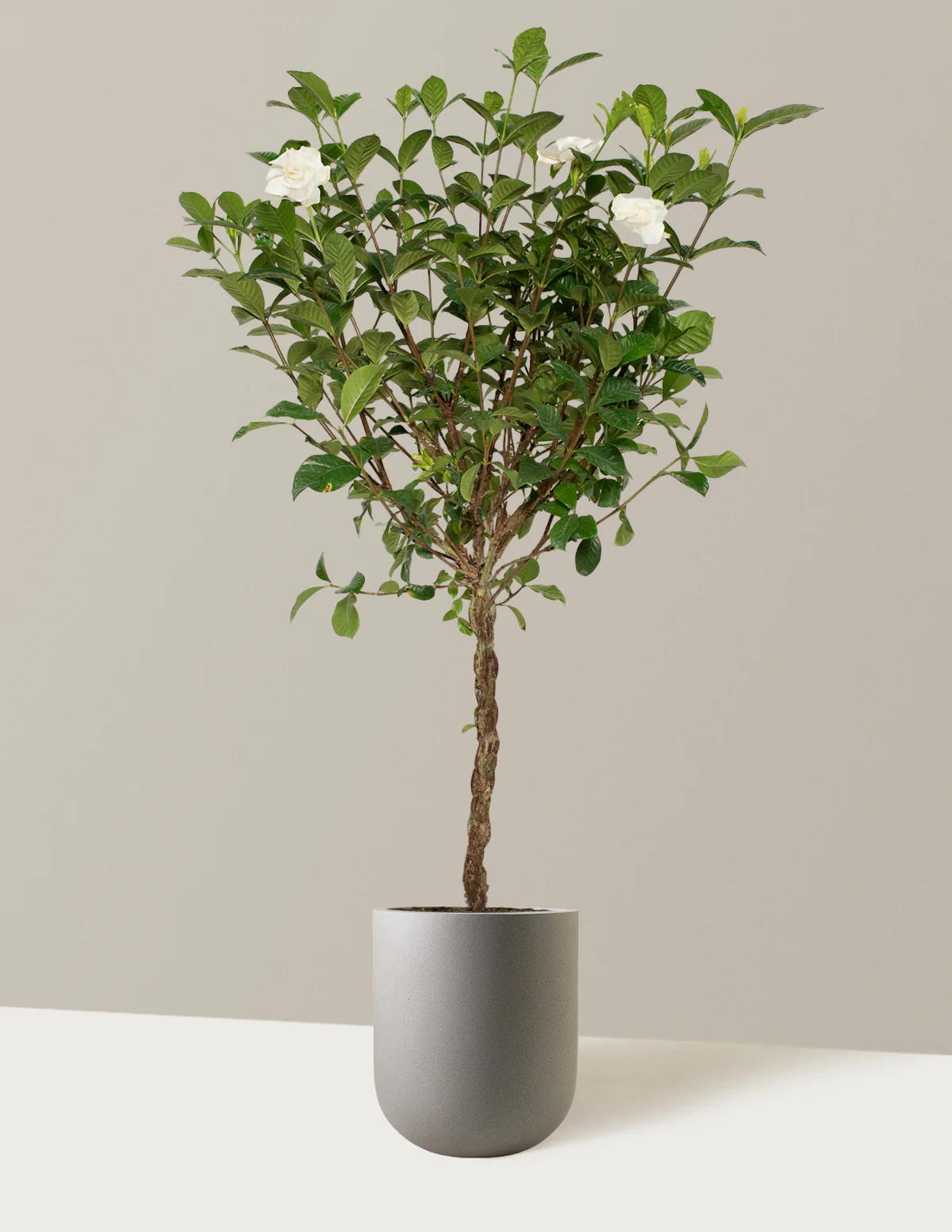 Large Braided Gardenia - Image 12