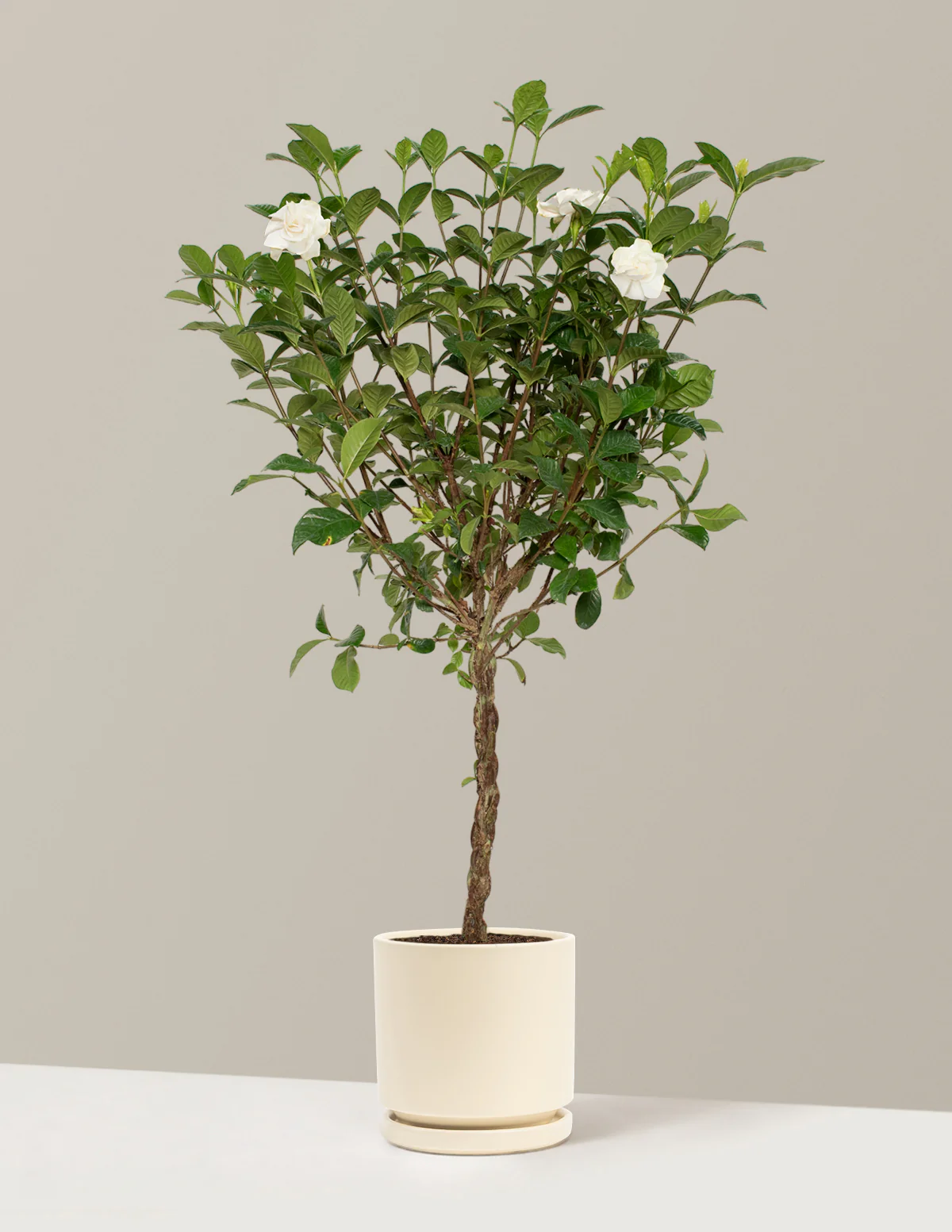 Large Braided Gardenia - Image 13