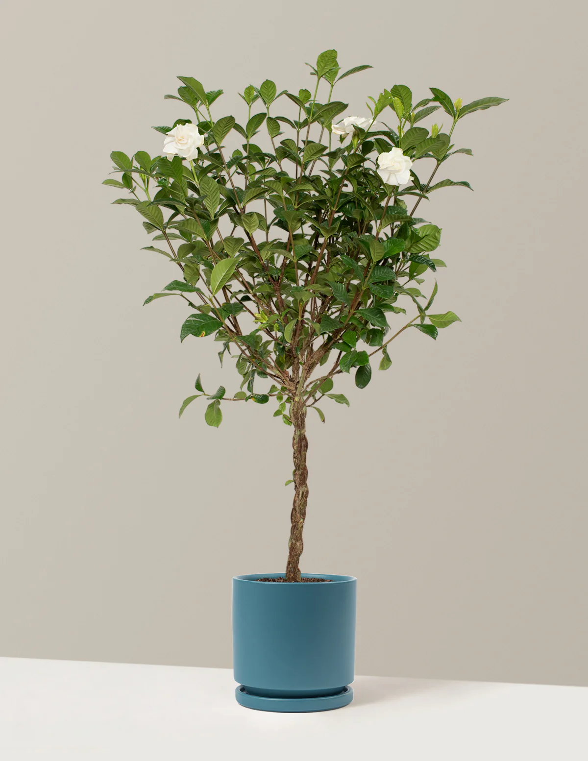 Large Braided Gardenia - Image 14