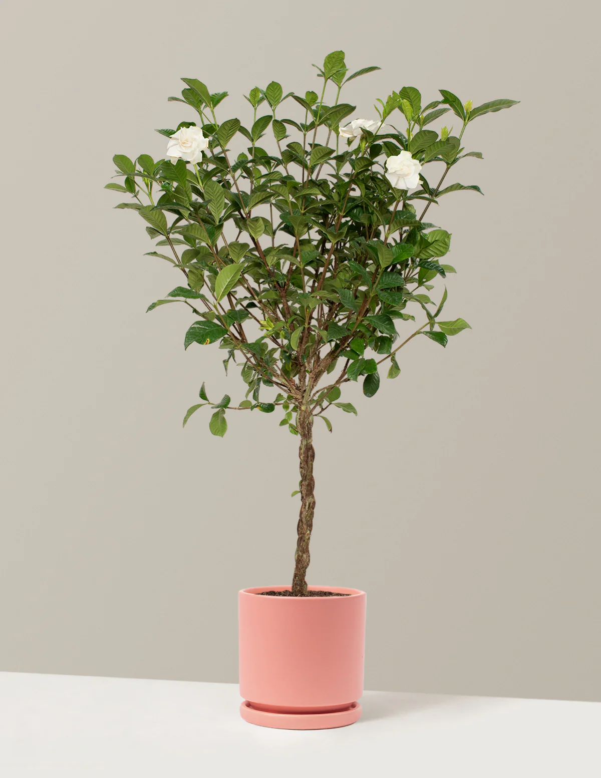 Large Braided Gardenia - Image 15