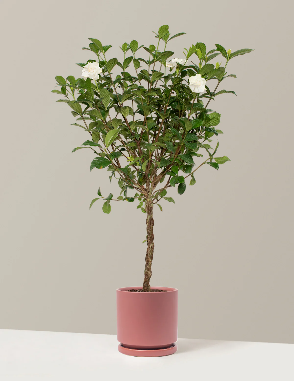 Large Braided Gardenia - Image 16