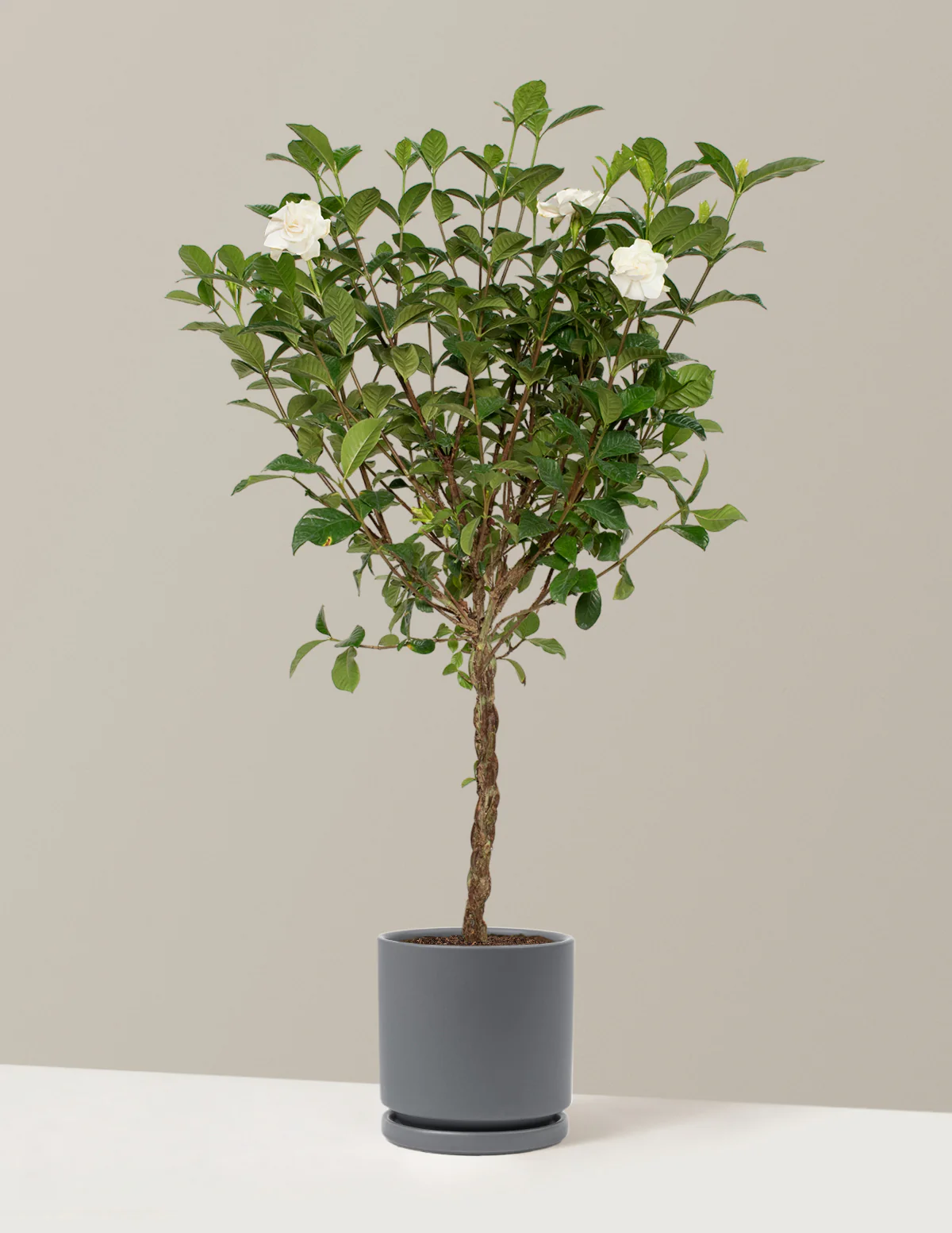 Large Braided Gardenia - Image 17