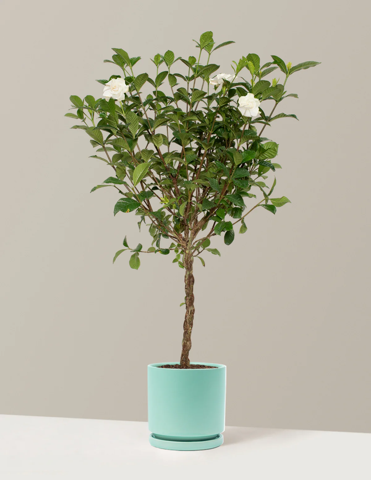 Large Braided Gardenia - Image 18