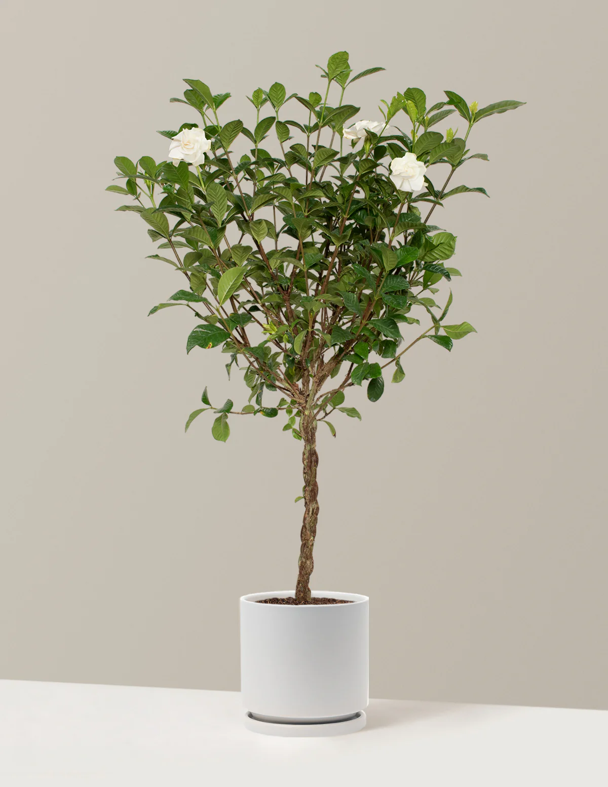 Large Braided Gardenia - Image 19