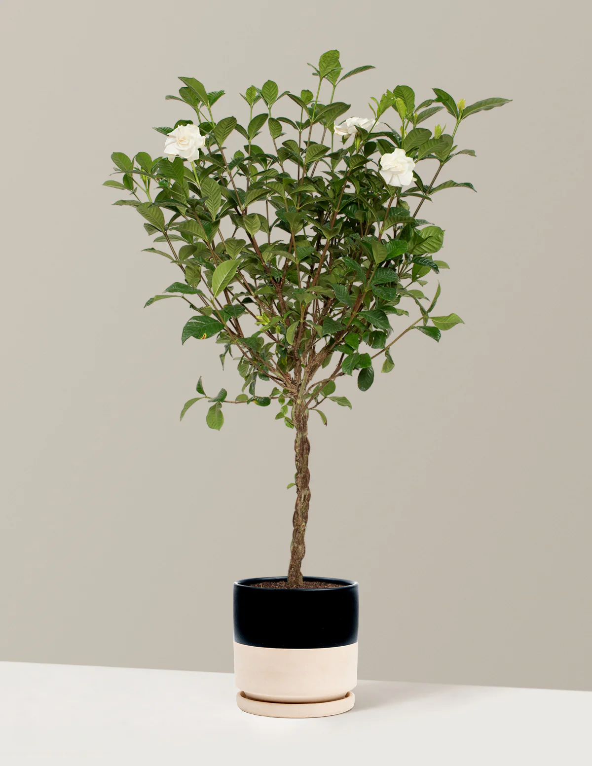 Large Braided Gardenia - Image 20