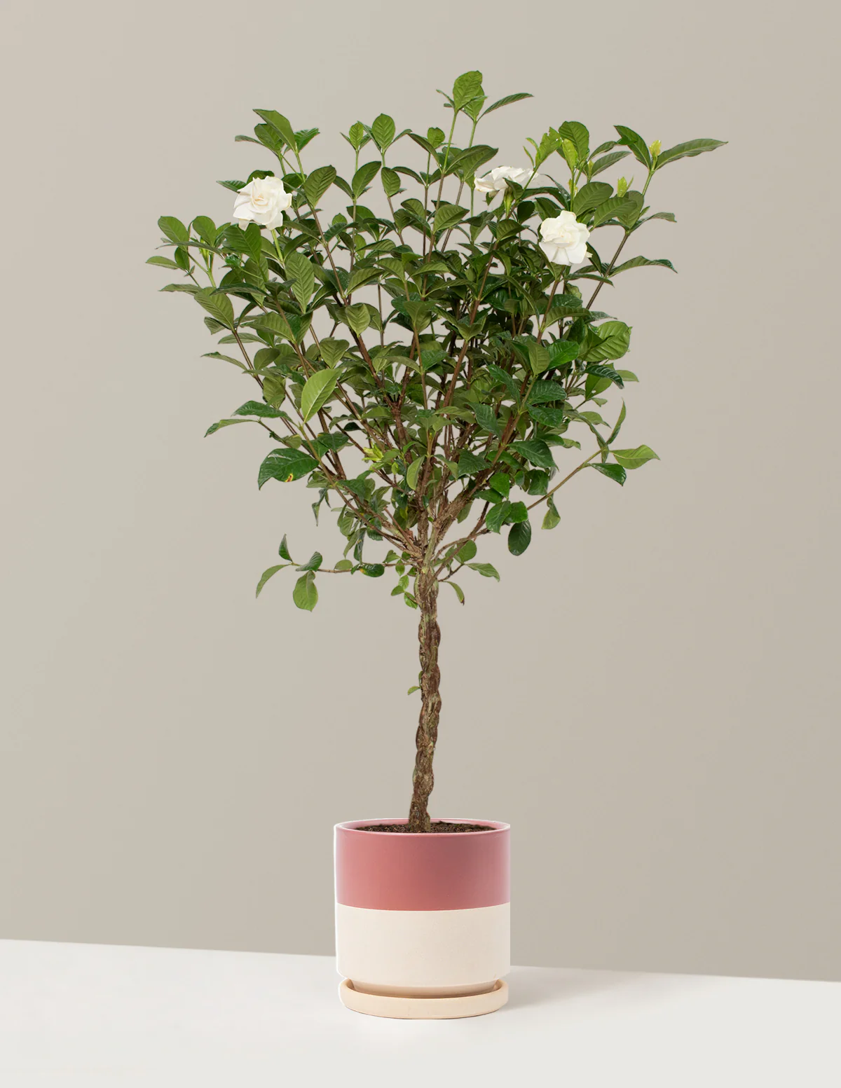 Large Braided Gardenia - Image 21