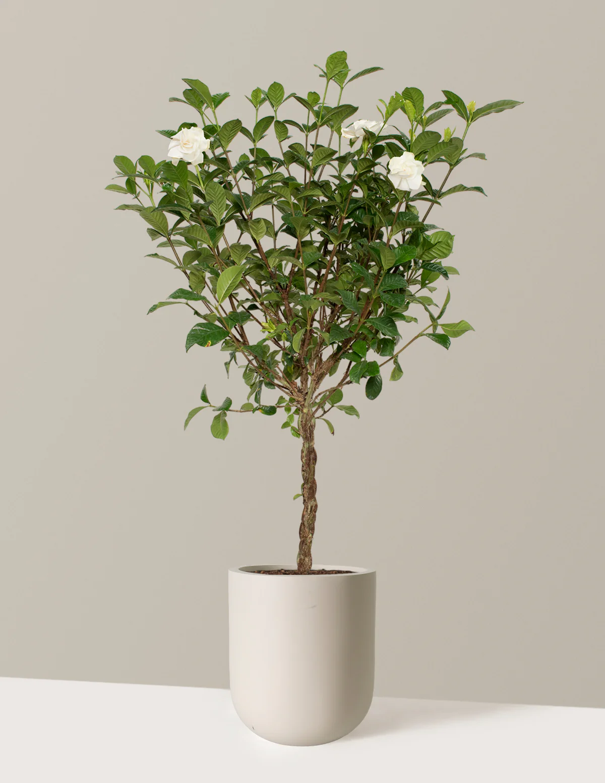 Large Braided Gardenia - Image 6
