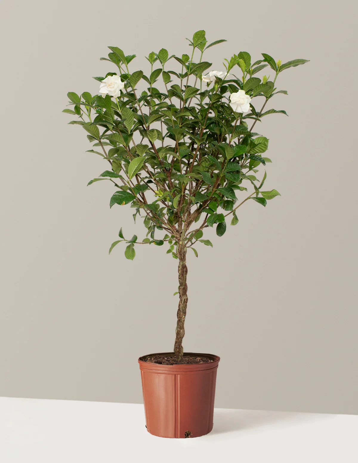 Large Braided Gardenia - Image 7