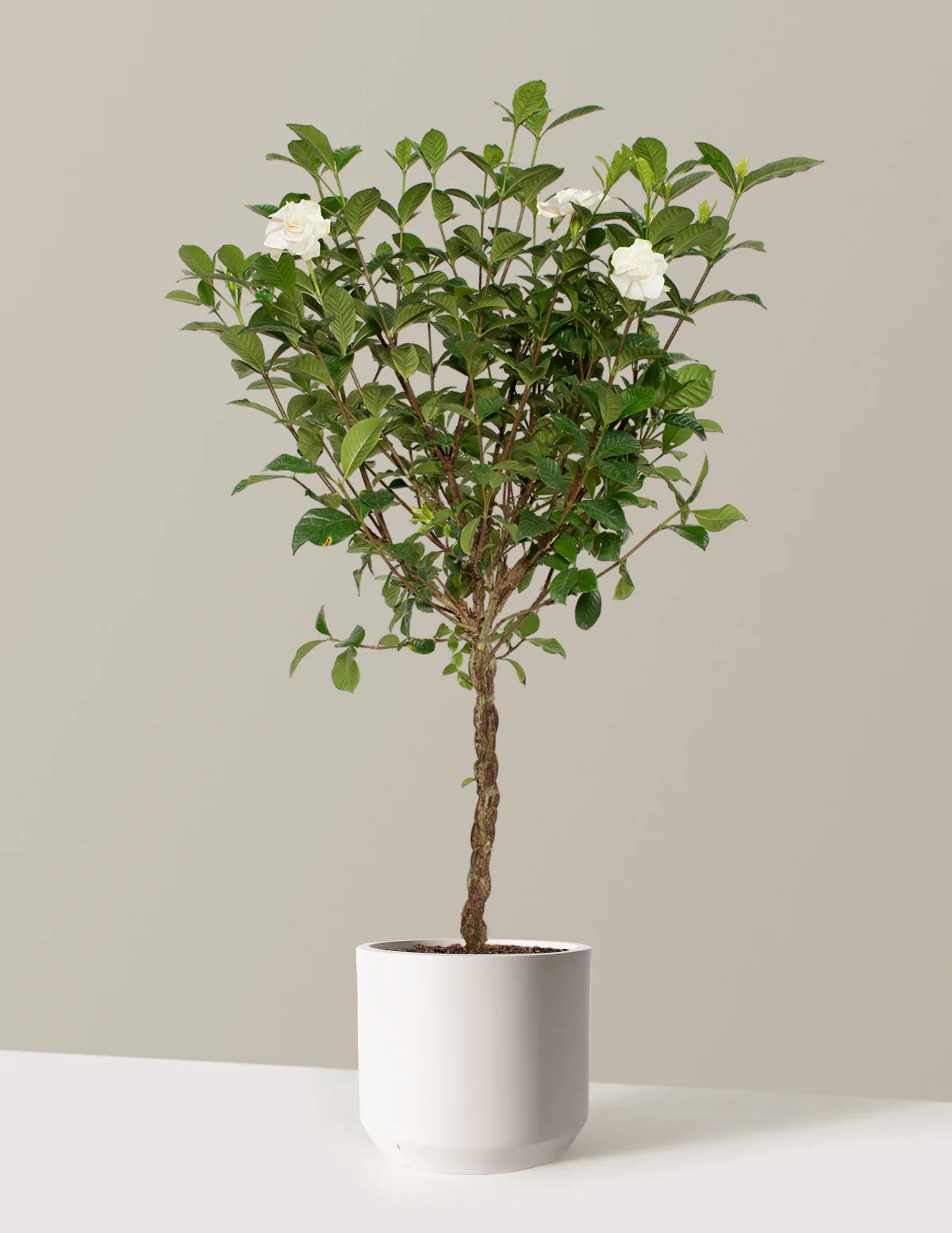 Large Braided Gardenia - Image 8