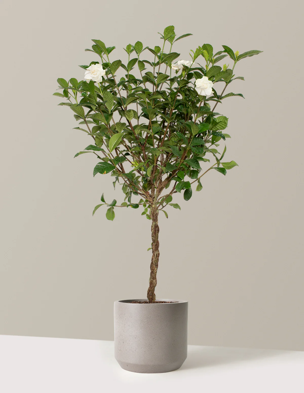 Large Braided Gardenia - Image 9