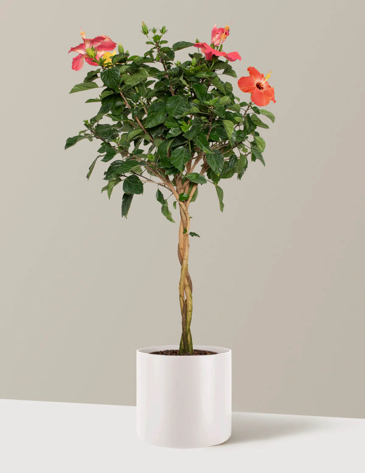 Large Braided Hibiscus - Image 10