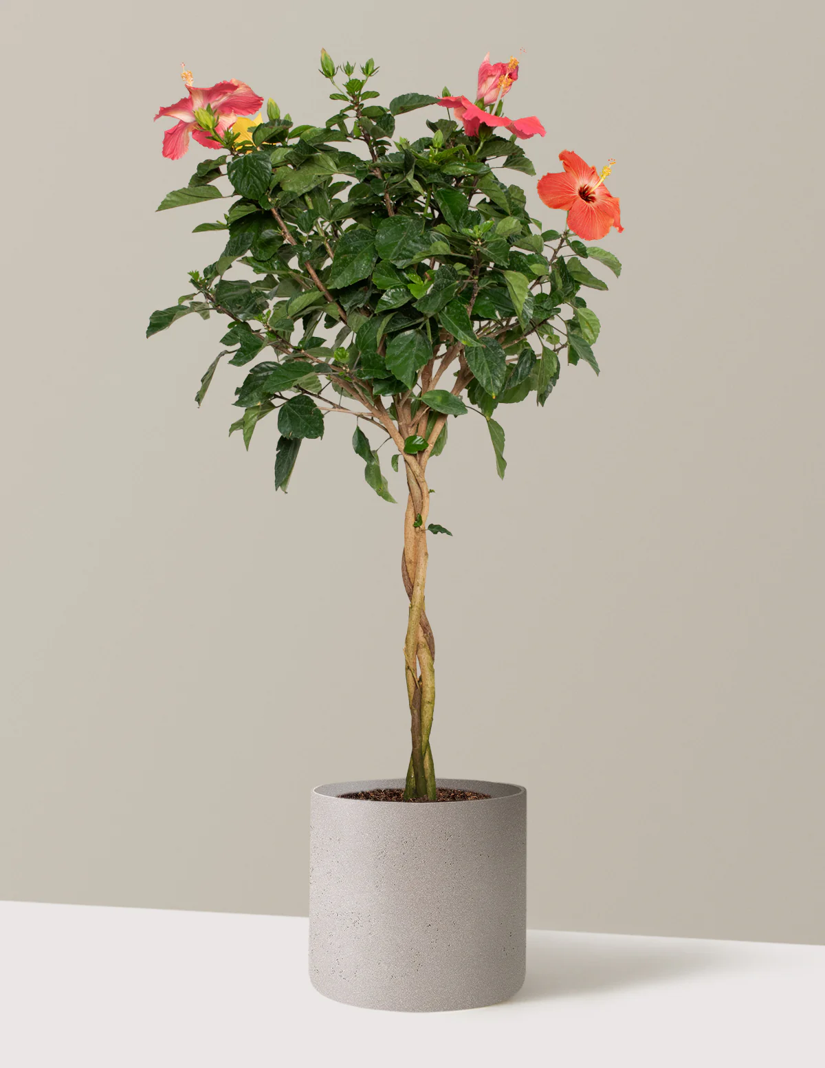 Large Braided Hibiscus - Image 11
