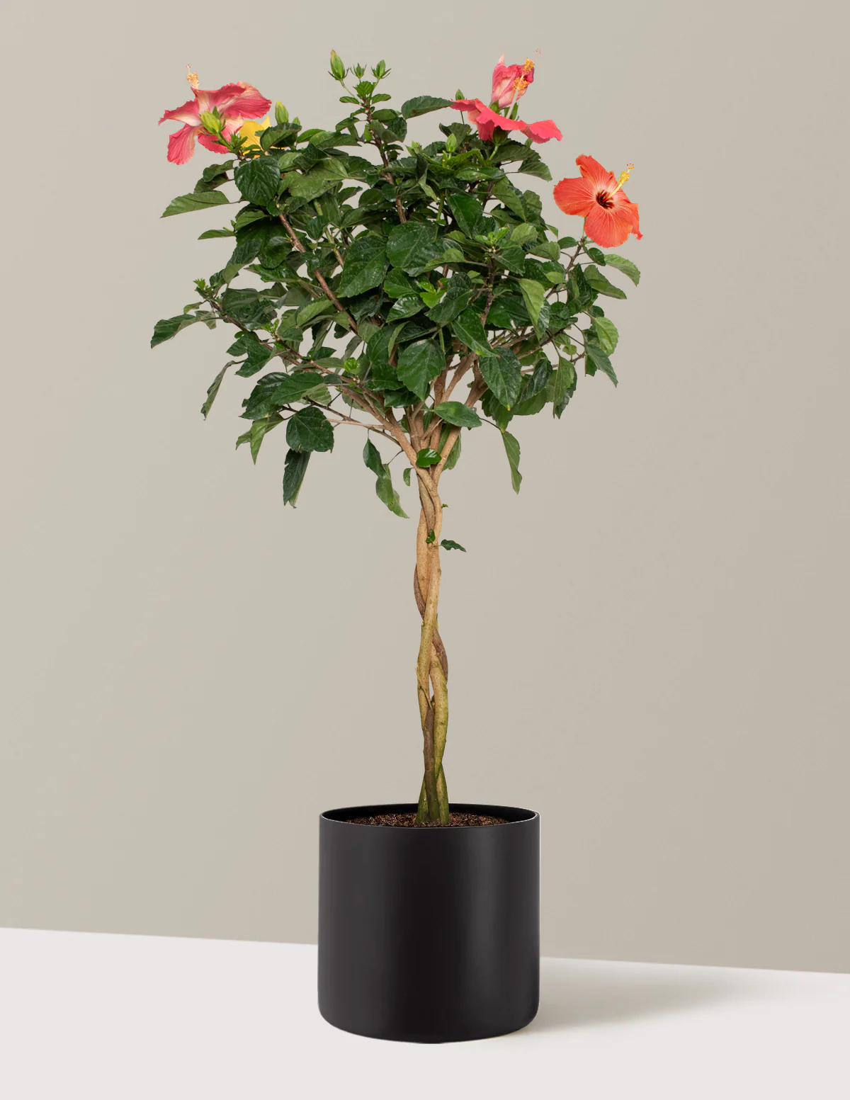 Large Braided Hibiscus - Image 12