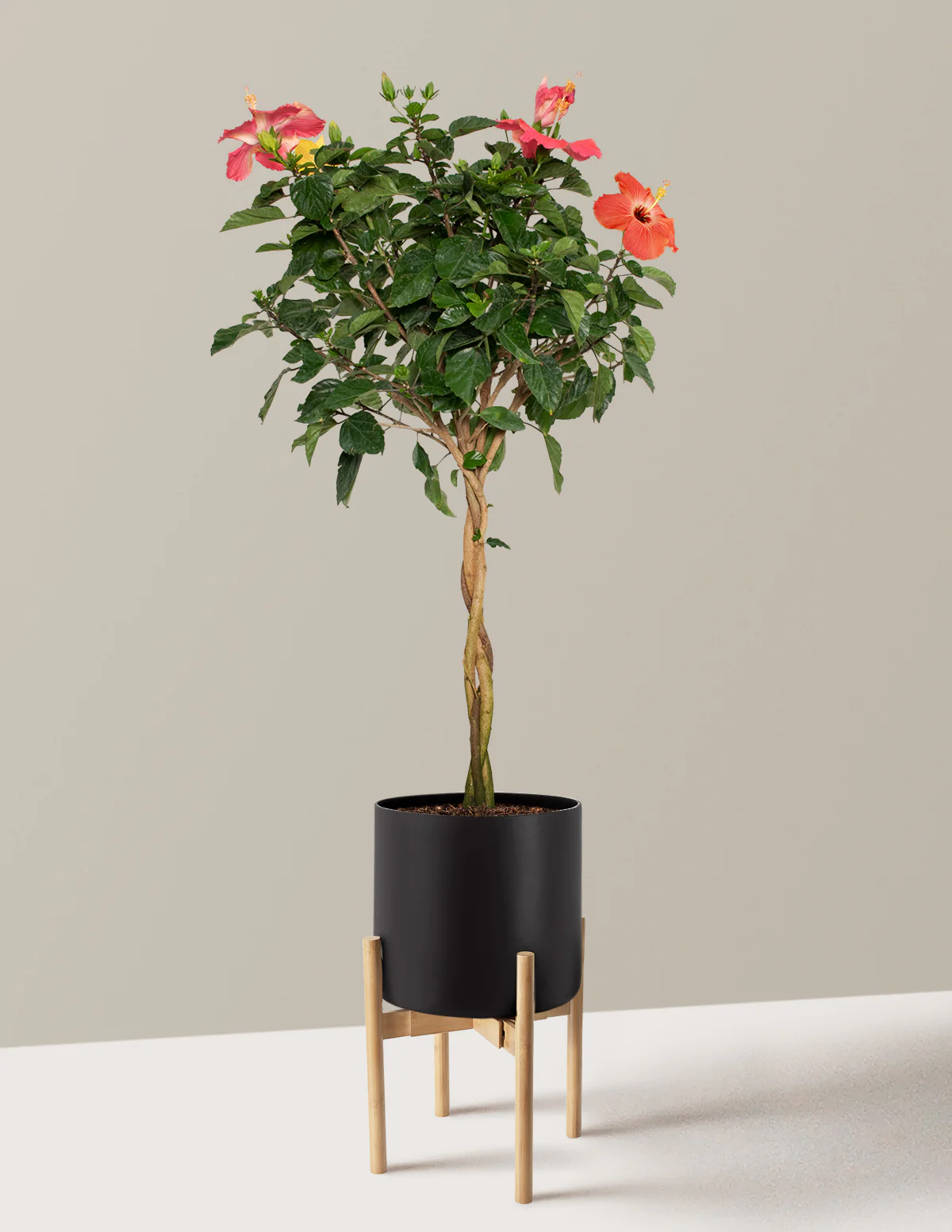 Large Braided Hibiscus - Image 13