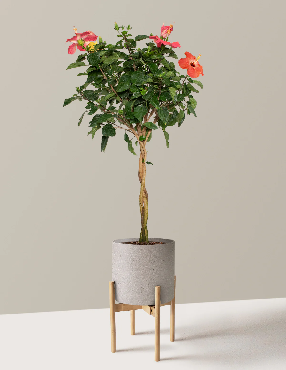 Large Braided Hibiscus - Image 14