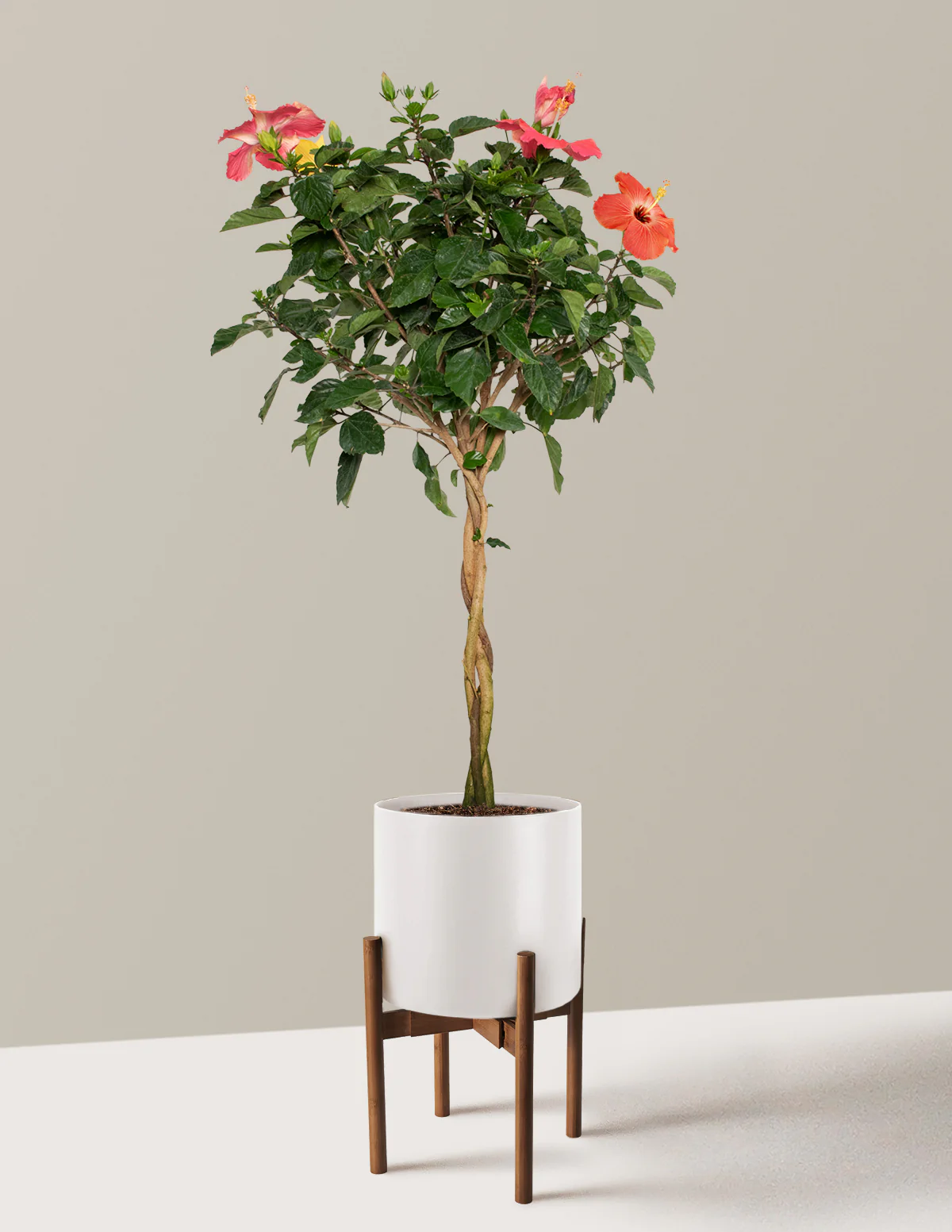 Large Braided Hibiscus - Image 16