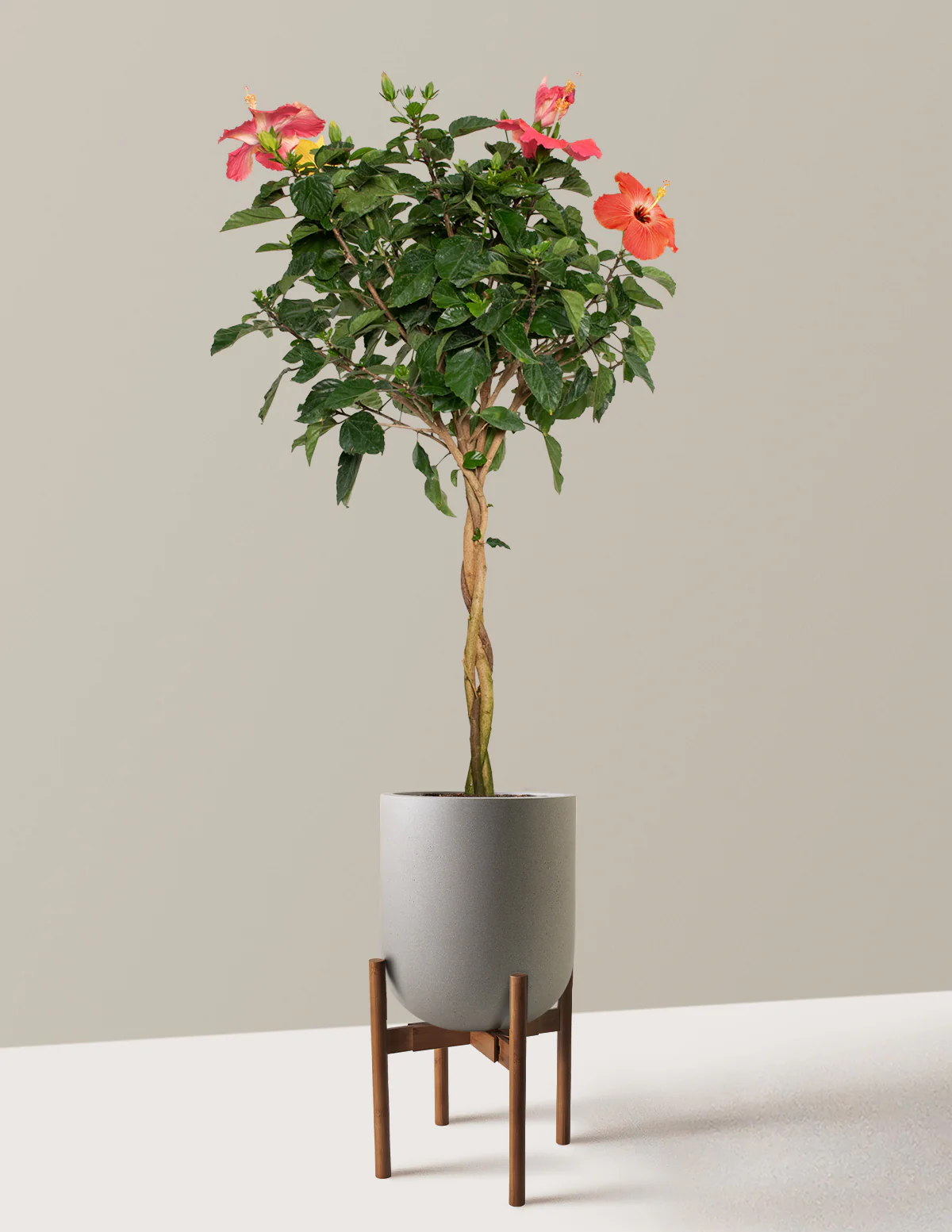 Large Braided Hibiscus - Image 17