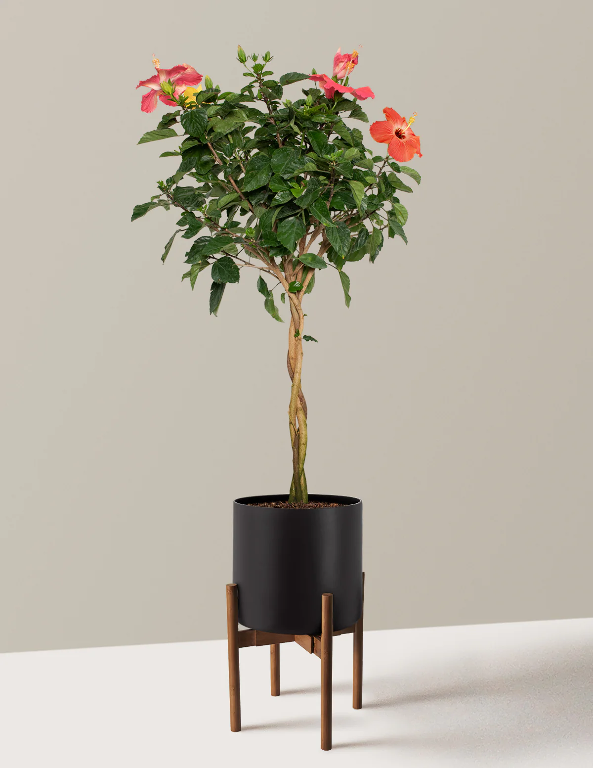 Large Braided Hibiscus - Image 18