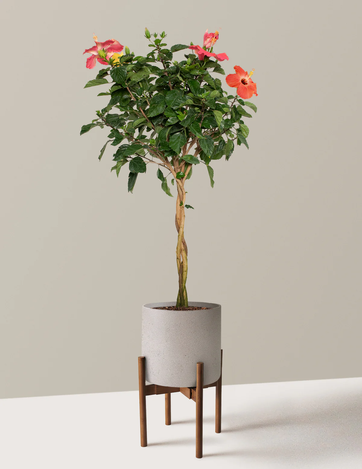 Large Braided Hibiscus - Image 19