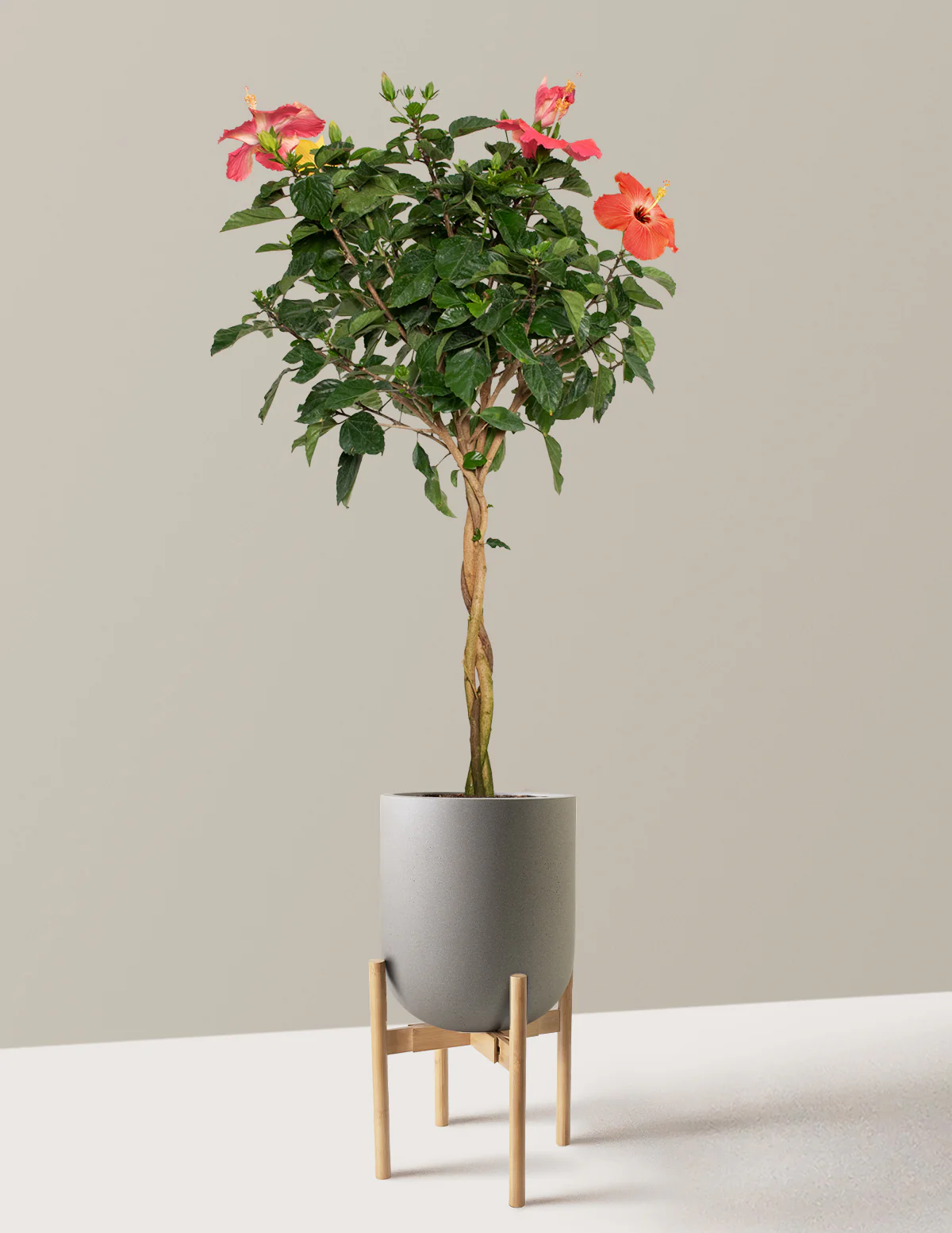 Large Braided Hibiscus - Image 20
