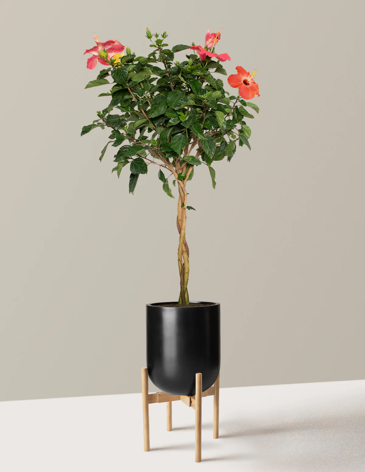 Large Braided Hibiscus - Image 21
