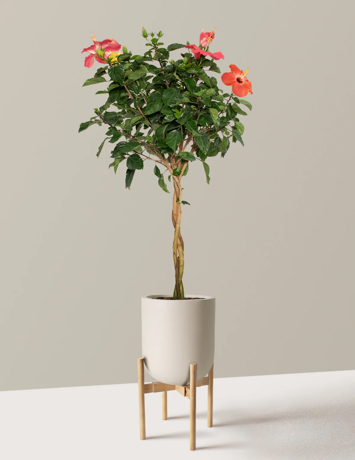 Large Braided Hibiscus - Image 22