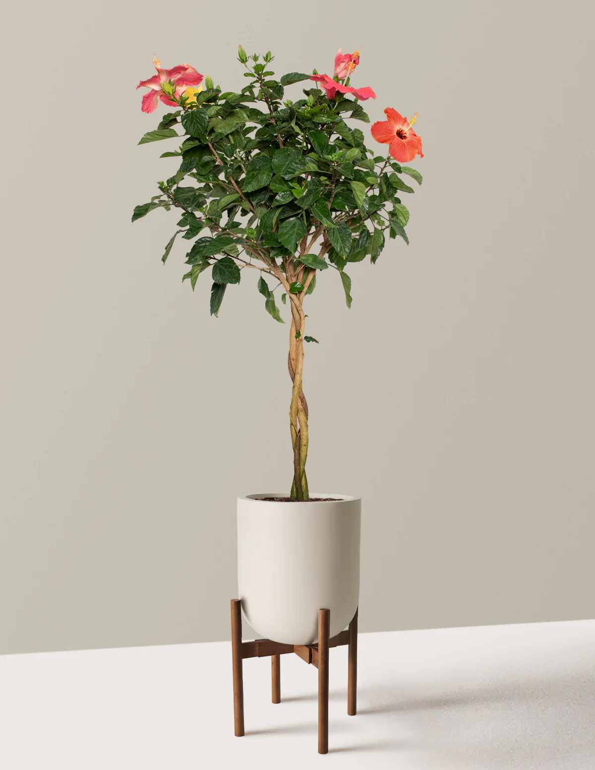 Large Braided Hibiscus - Image 23