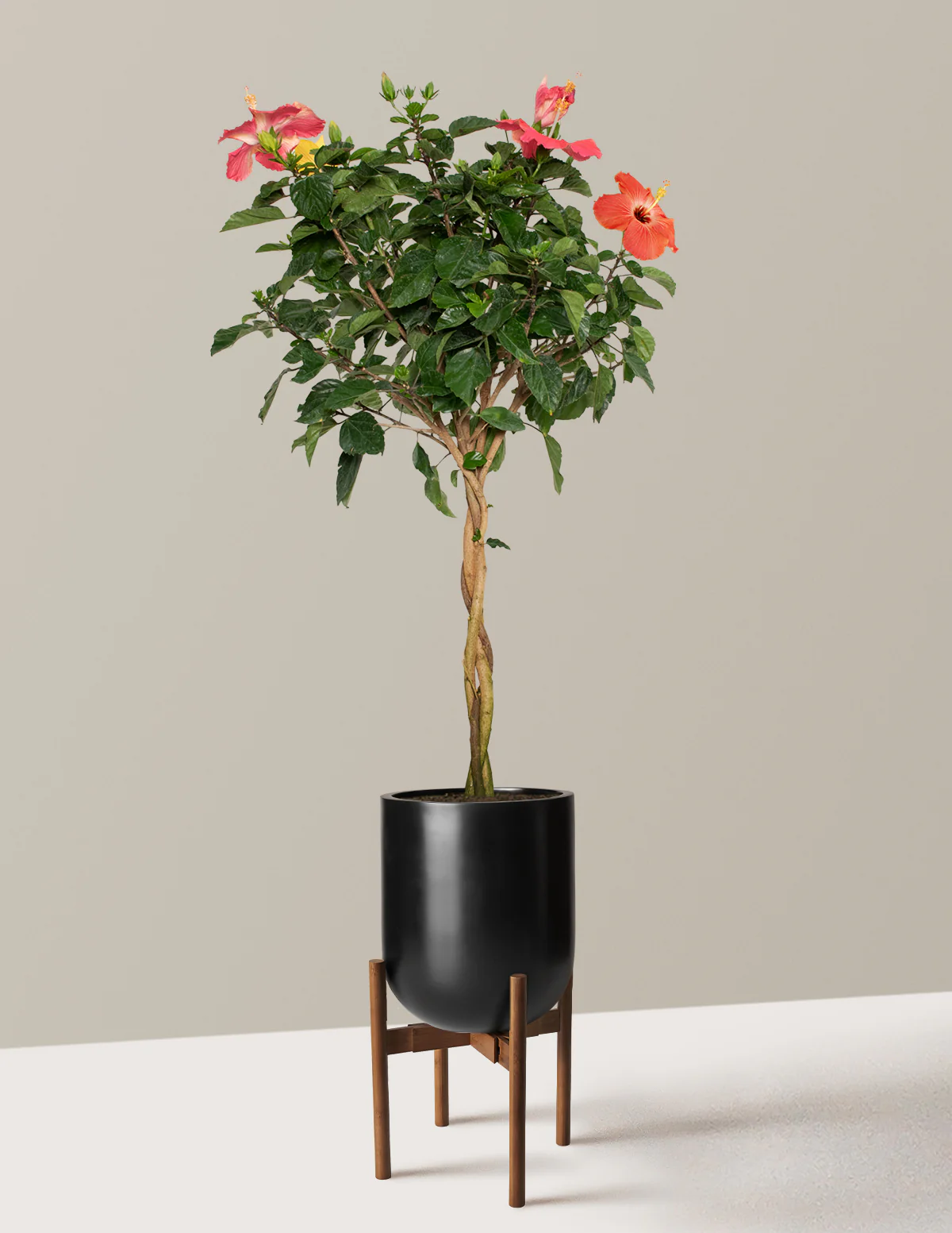 Large Braided Hibiscus - Image 25