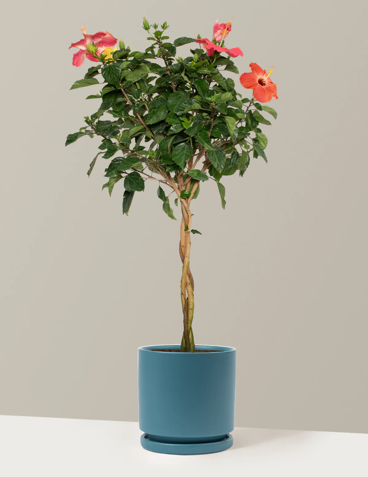 Large Braided Hibiscus - Image 26
