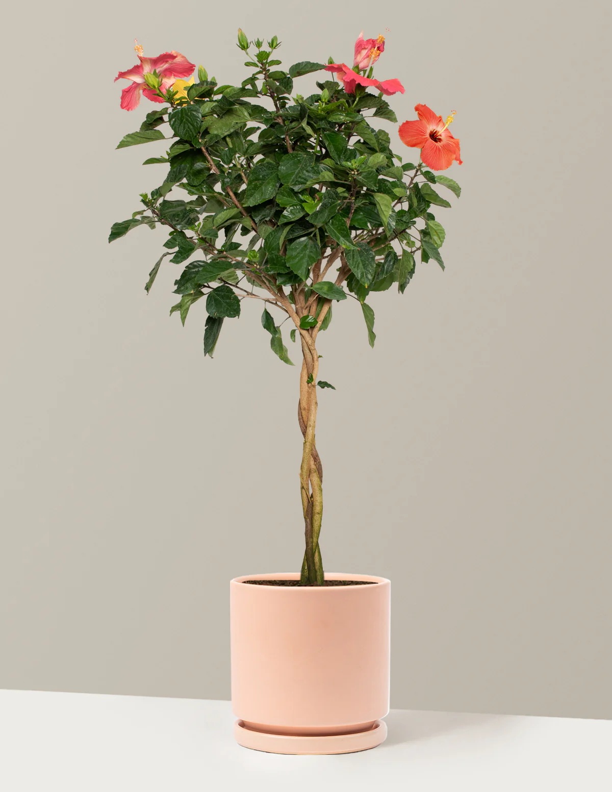 Large Braided Hibiscus - Image 27