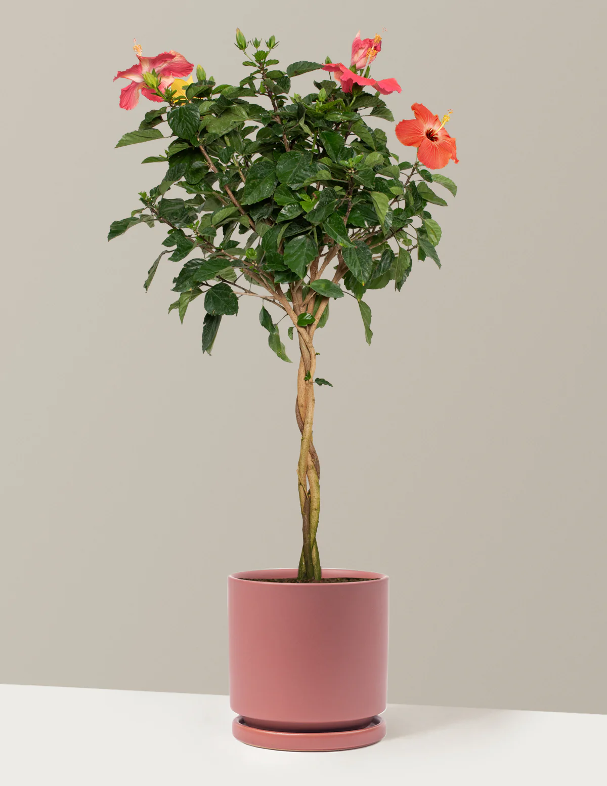 Large Braided Hibiscus - Image 28