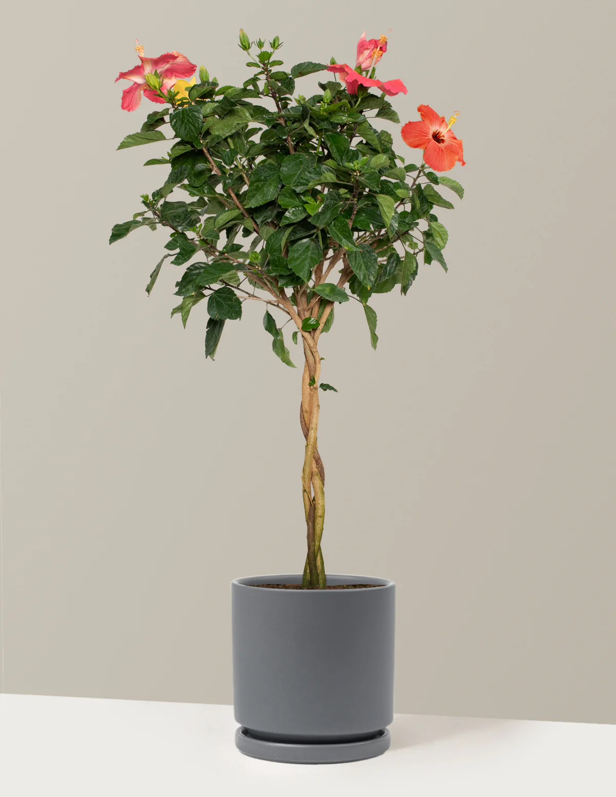Large Braided Hibiscus - Image 29