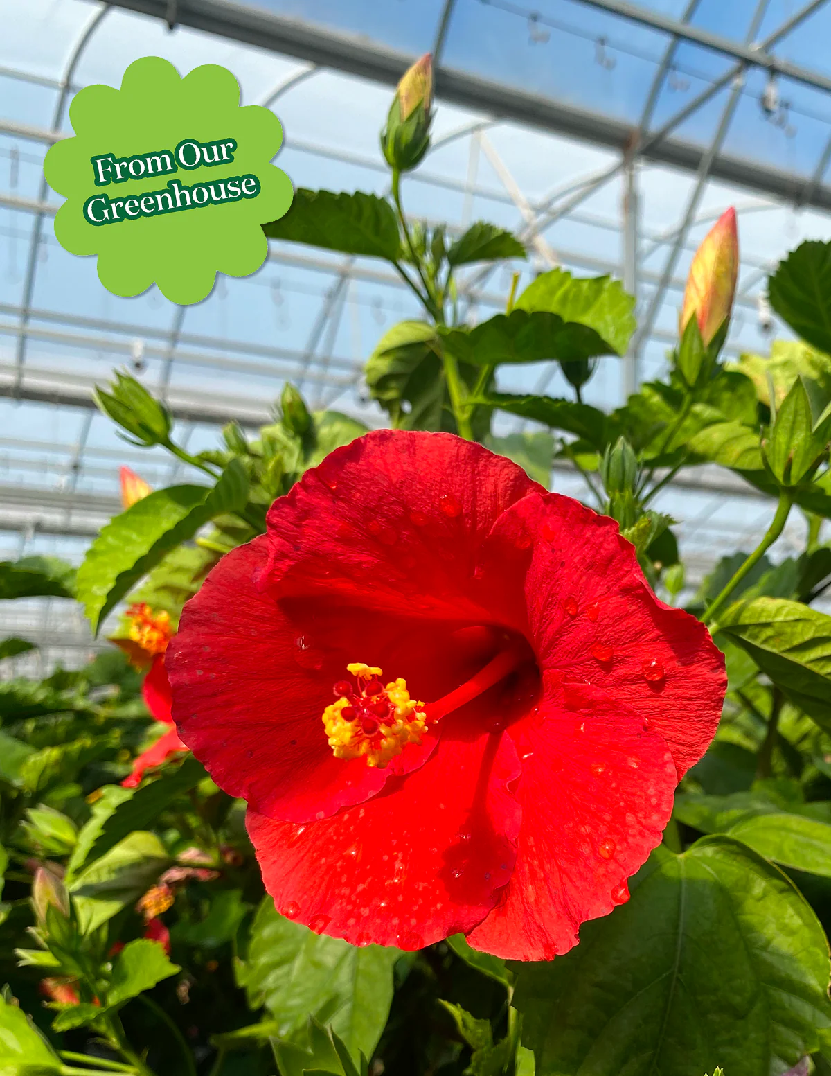 Large Braided Hibiscus - Image 3
