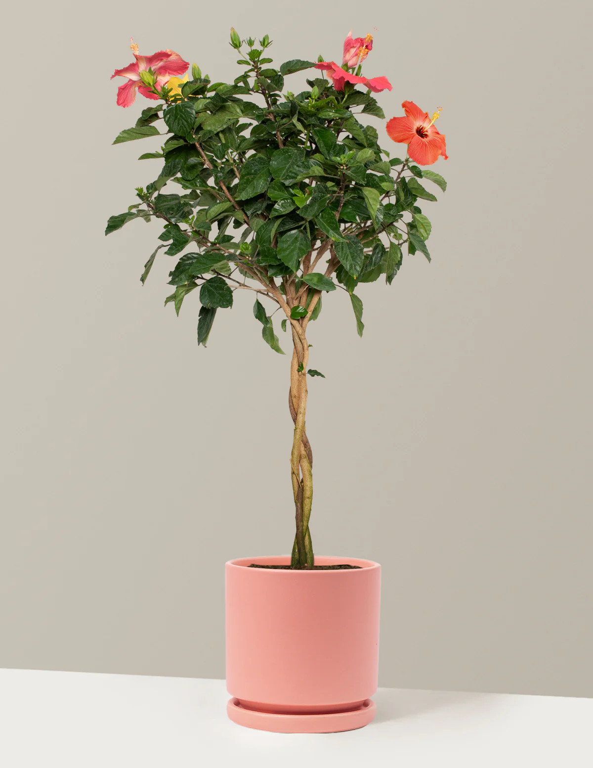Large Braided Hibiscus - Image 30